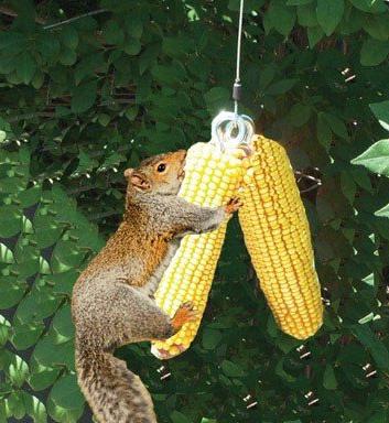 Squirrel Feeder Deluxe